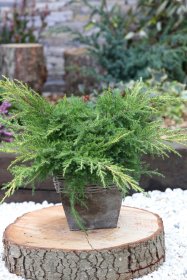 Spygliuotis, kadagys kininis "Goldkissen", vazonas 2 l.