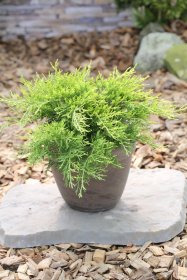 Spygliuotis, kadagys kininis "Old Gold", vazonas 2 l.