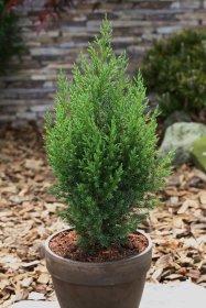 Spygliuotis, kadagys kininis "Stricta", vazonas 2 l.