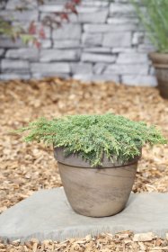 Spygliuotis, kadagys paprastasis "Green Carpet", vazonas 2 l.