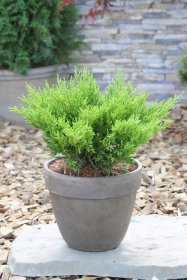 Spygliuotis, kadagys horizontalusis "Andorra Compact", vazonas 2 l.