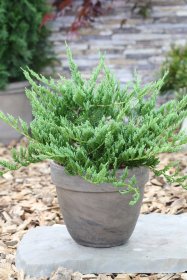 Spygliuotis, kadagys horizontalusis "Blue Chip", vazonas 2 l.