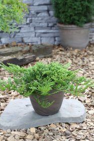 Spygliuotis, kadagys horizontalusis "Prince of Wales", vazonas 2 l.