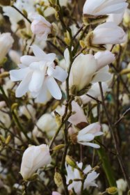 Dekoratyvinis krūmas, magnolija žvaigždinė, vazonas 5 l.