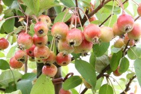 Dekoratyvinis medis, obelis "Evereste", vazonas 5 l.