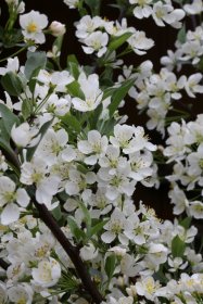 Dekoratyvinis medis, obelis "Tina", vazonas 5 l.