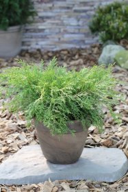 Spygliuotis, mikrobiota kryžmiškoji, vazonas 2 l.