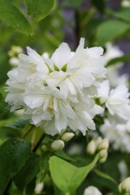 Dekoratyvinis krūmas, jazminas "Minnesota Snowflace", vazonas 15 l.