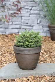 Spygliuotis, eglė paprastoji "Little Gem", vazonas 2 l.