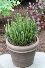 Spygliuotis, pušis kalninė "Pumilio", vazonas 2 l.