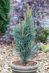 Spygliuotis, pušis paprastoji "Fastigiata", vazonas 15 l.