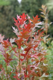 Dekoratyvinis medis, ąžuolas pelkinis "Green Pillar", vazonas 5 l.