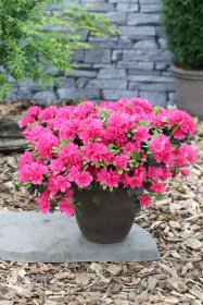 Dekoratyvinis krūmas, rododendras mažas "Canzonetta", vazonas 2 l.