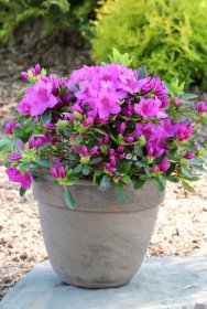 Dekoratyvinis krūmas, rododendras mažas "Königstein", vazonas 2 l.