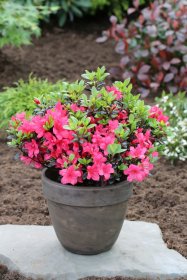 Dekoratyvinis krūmas, rododendras mažas "Little Red", vazonas 2 l.