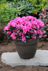 Dekoratyvinis krūmas, rododendras mažas "Melina", vazonas 2 l.