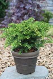 Spygliuotis, kukmedis europinis "Repandens", vazonas 2 l.