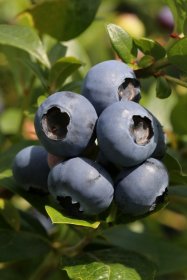 Vaiskrūmis, šilauogė aukštoji "Bluecrop", vazonas 2 l.