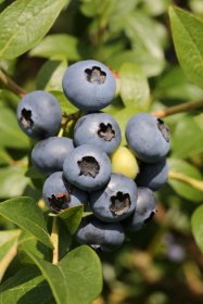 Vaiskrūmis, šilauogė aukštoji "Bluegold", vazonas 2 l.