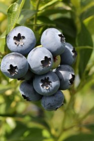 Vaiskrūmis, šilauogė aukštoji "Duke", vazonas 2 l.