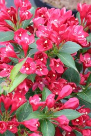 Dekoratyvinis krūmas, veigelė gražiažiedė "All Summer Red", vazonas 2 l.