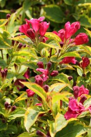 Dekoratyvinis krūmas, veigelė gražiažiedė "Brigela", vazonas 2 l.