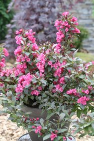 Dekoratyvinis krūmas, veigelė gražiažiedė "Minor Black", vazonas 2 l.