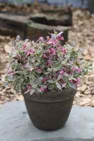 Dekoratyvinis krūmas, veigelė gražiažiedė "Monet", vazonas 2 l.