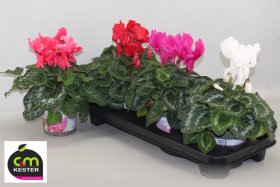 Kambarinis augalas, ciklamenas "Hal Curly", vazonėlio skersmuo 13 cm.