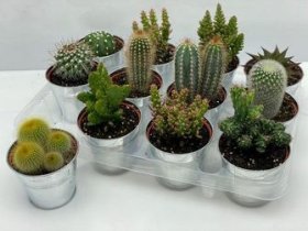 Kambarinis augalas, kaktusas kibirėlyje, vazonėlio skersmuo 9 cm.