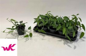 Kambarinis augalas, skindapas "Cube Blue", vazonėlio skersmuo 12 cm.