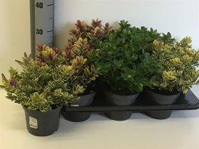 Dekoratyvinis krūmas, hebė, įvairi, vazono skersmuo 15 cm.