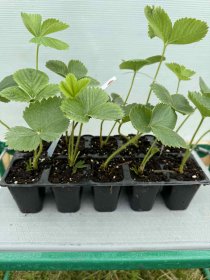 Braškės sodinukas "Mera", 10 vnt.