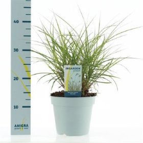 Žolinis augalas, mikantas "Red Chief", vazono skersmuo 17 cm.