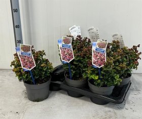 Dekoratyvinis krūmas, leukotoja, vazono skersmuo 17 cm.