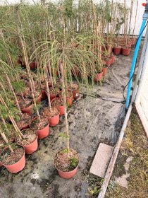 Spygliuotis, tuja didžioji "Whipcord", ant stiebo, vazonėlio skersmuo 23 cm.