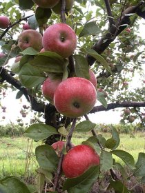 Vaismedis, obelis žieminė "Noris"