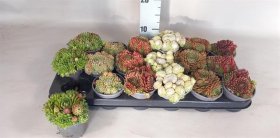 Alpinariumo augalas, įvairūs, vazonėlio skersmuo 9 cm.