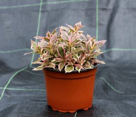 Dekoratyvinis krūmas, veigelė gražiažiedė "Verweig", vazonėlio talpa 2 l.