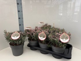 Dekoratyvinis krūmas, balžuva siauralapė "Compacta", vazonėlio skersmuo 17 cm.