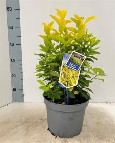 Dekoratyvinis krūmas, ožekšnis, vazonėlio skersmuo 23 cm.