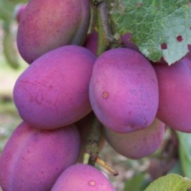 Vaismedis, slyva “Viktorija” (Prunus domestica)