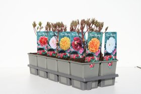 Daugiametė gėlė, bijūnas (medėjantis), įvairūs, vazonėlio skersmuo 14 cm.