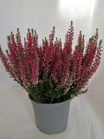Vienmetė gėlė, viržis, vazono skersmuo 17 cm.