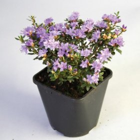 Dekoratyvinis krūmas, rododendras tankusis "Saint Merryn", vazonas 2 l.