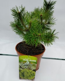 Spygliuotis, hondinė pušis "Jane Kluis", vazonas 3 l.