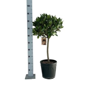 Dekoratyvinis krūmas, lauramedis, ant stiebo, vazonėlio skersmuo 25 cm.