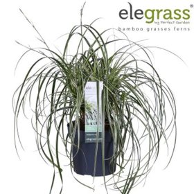 Žolinis augalas, viksva "Feather Falls", vazonėlio skersmuo 19 cm.