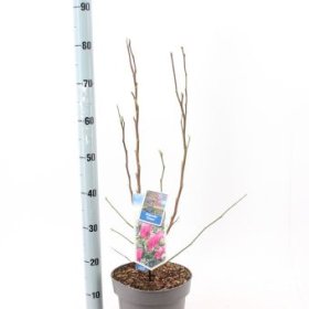 Dekoratyvinis medis, magnolija "Susan", vazonėlio skersmuo 23 cm.