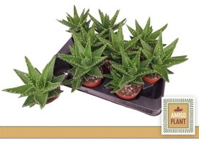 Kambarinis augalas, alavijas "Perfoliata", vazonėlio skersmuo 9 cm.